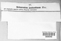 Juglanconis juglandina image